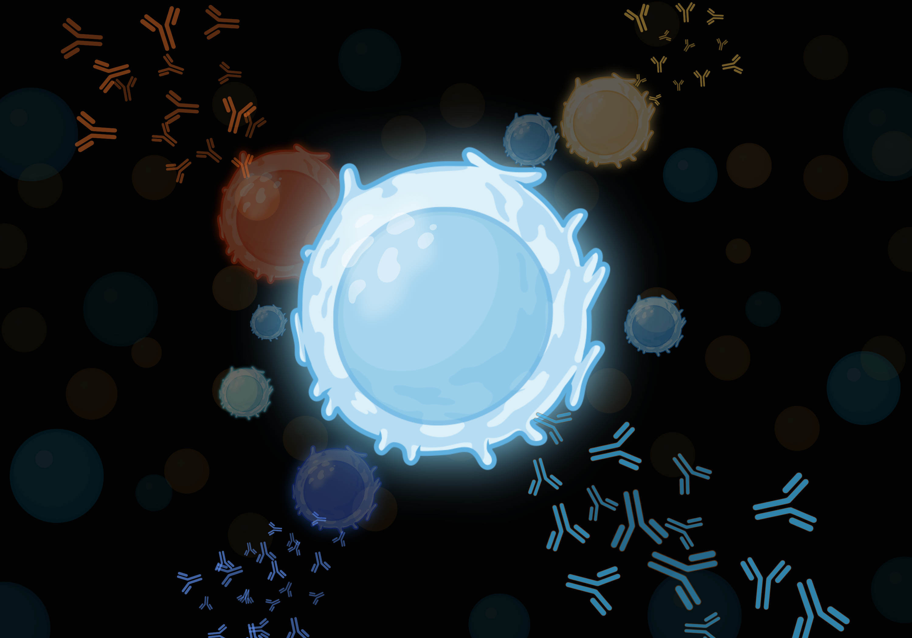 B Cells and Antibodies